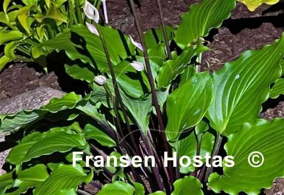 Hosta Bricks 'n Ivy